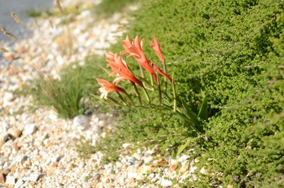 Gladiolus miniatus, photographed by Charleen Brunke