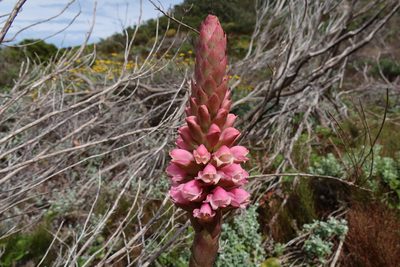 Satyrium carneum, photographed by Diana Studer