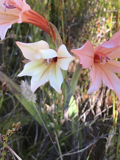 Gladiolus miniatus, photographed by Charleen Brunke