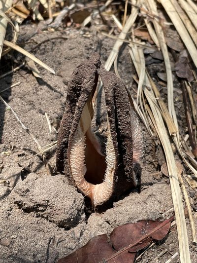 Hydnora abyssinica, photographed by Robert Taylor