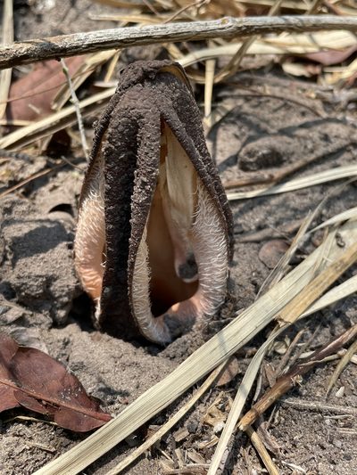 Hydnora abyssinica, photographed by Robert Taylor