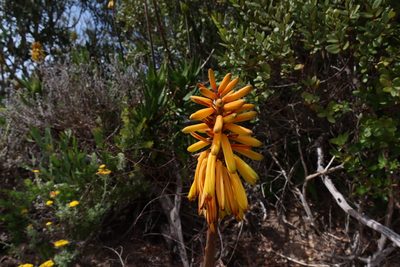 Aloiampelos commixta, photographed by Diana Studer