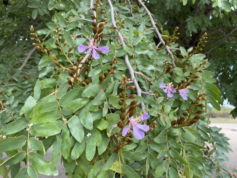 Baikiaea plurijuga, photographed by Robert Taylor