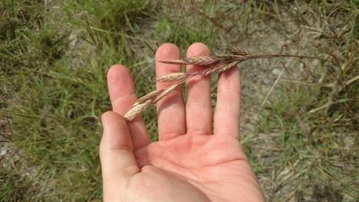 Bromus brevis, photographed by Cleveland Powell