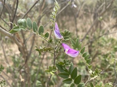 Mundulea sericea, photographed by Robert Taylor