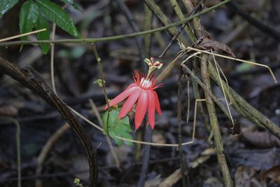Passiflora vitifolia, photographed by Aitor