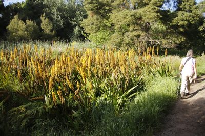 Wachendorfia thyrsiflora, photographed by Tony Rebelo