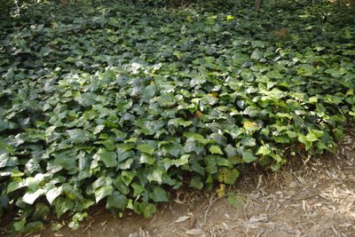 Hedera canariensis, photographed by Tony Rebelo