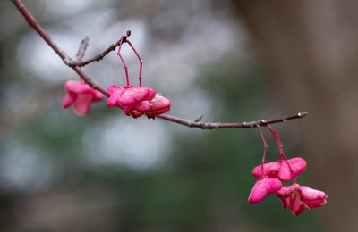 Euonymus atropurpureus, photographed by threelark