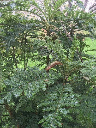 Cyanea shipmanii, photographed by Loren Cassin Sackett