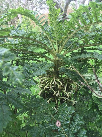 Cyanea shipmanii, photographed by Loren Cassin Sackett