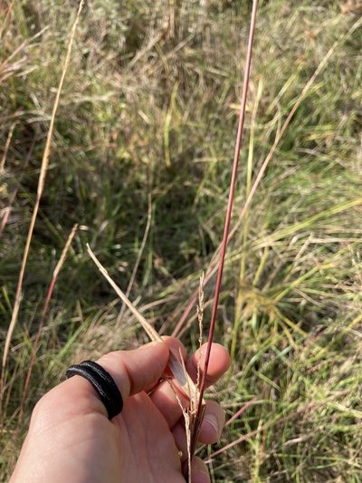 Sporobolus compositus, photographed by WCD Staff