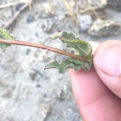 Camissoniopsis hirtella, photographed by Amy Huie