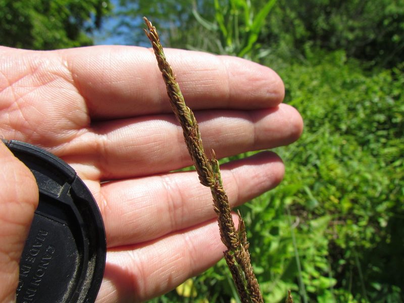 Paspalum quadrifarium, photographed by Matias Cabezas