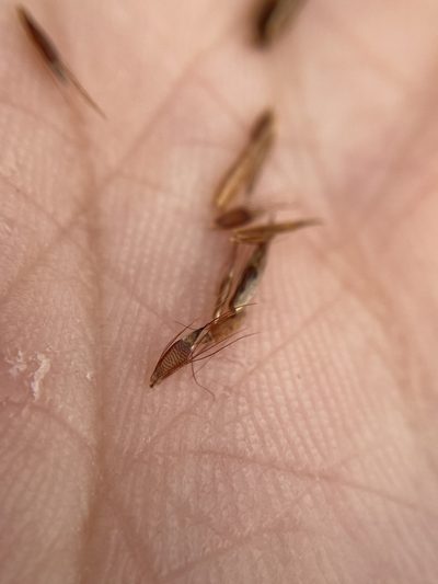 Rhynchospora inexpansa, photographed by Matt Berger