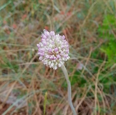 Allium commutatum, photographed by Petr Harant