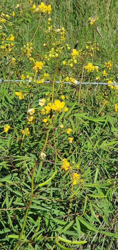 Senna barclayana, photographed by Bethlea Bell