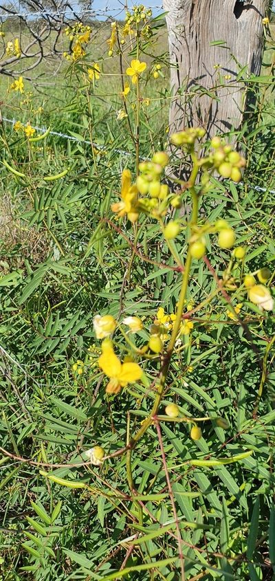 Senna barclayana, photographed by Bethlea Bell