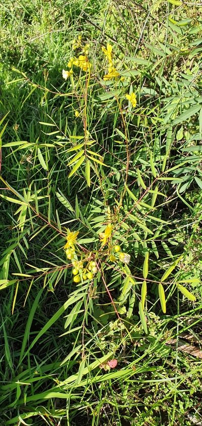 Senna barclayana, photographed by Bethlea Bell
