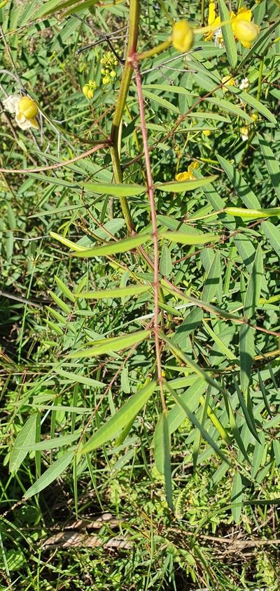 Senna barclayana, photographed by Bethlea Bell