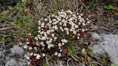 Saxifraga rosacea, photographed by Tuoichen