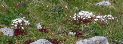 Saxifraga rosacea, photographed by Tuoichen