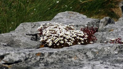 Saxifraga rosacea, photographed by Tuoichen
