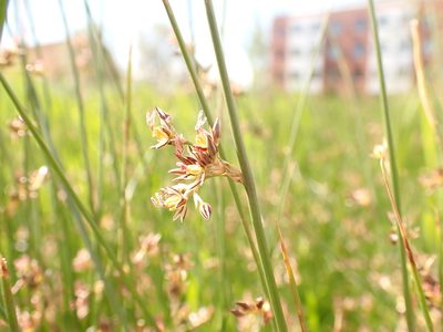Juncus balticus, photographed by Matt Lavin