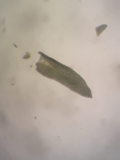 Anomodon pseudotristis, photographed by Leon Perrie