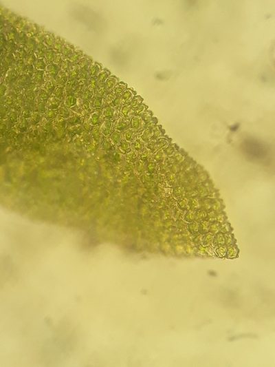 Anomodon pseudotristis, photographed by Leon Perrie