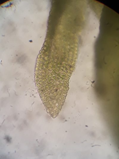 Anomodon pseudotristis, photographed by Leon Perrie