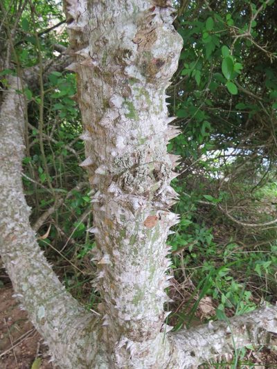 Ceiba erianthos, photographed by Victor Farjalla Pontes