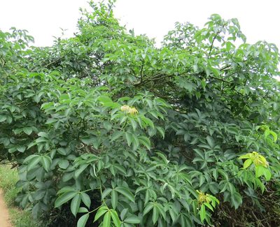 Ceiba erianthos, photographed by Victor Farjalla Pontes