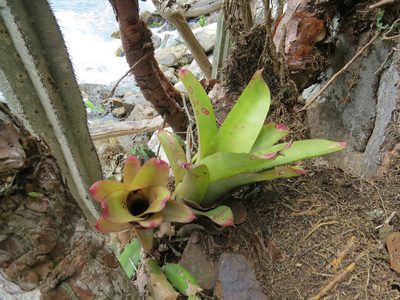 Neoregelia cruenta, photographed by Victor Farjalla Pontes