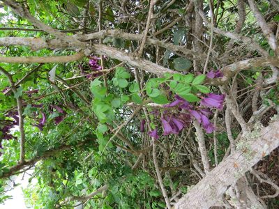 Jacaranda jasminoides, photographed by Victor Farjalla Pontes