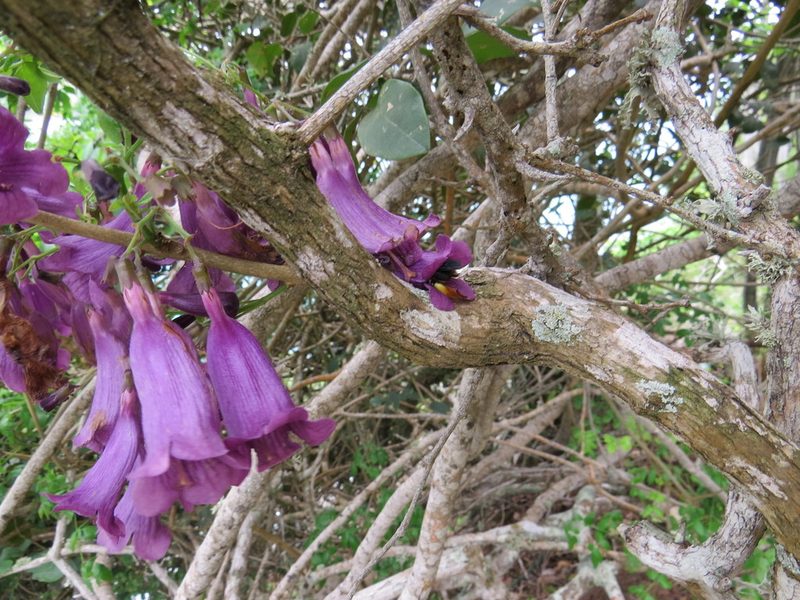 Jacaranda jasminoides, photographed by Victor Farjalla Pontes