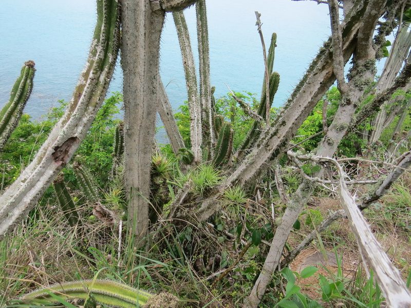 Pilosocereus arrabidae, photographed by Victor Farjalla Pontes
