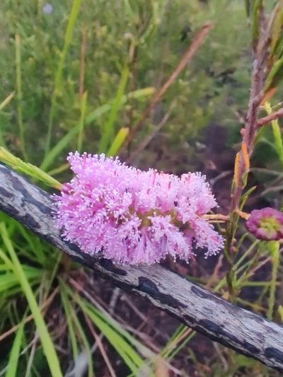 Melaleuca diosmatifolia, photographed by Nathan Ruser