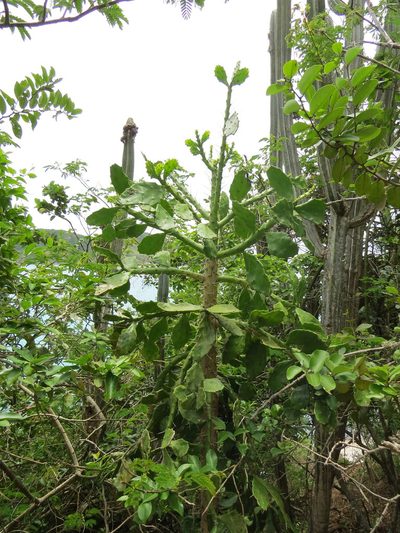 Brasiliopuntia brasiliensis, photographed by Victor Farjalla Pontes