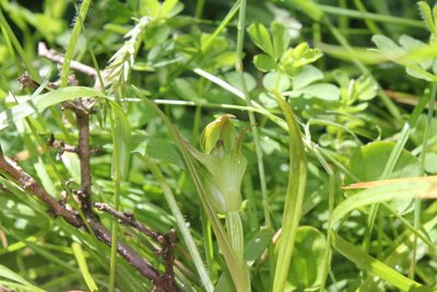 Pterostylis montana, photographed by rgpowlesland