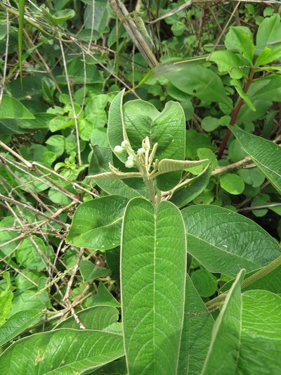 Croton compressus, photographed by Victor Farjalla Pontes