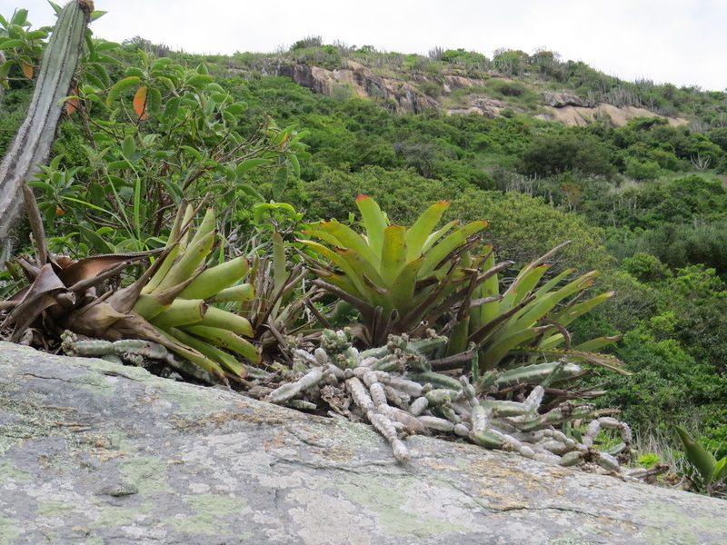 Neoregelia cruenta, photographed by Victor Farjalla Pontes