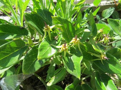 Oxypetalum banksii, photographed by Victor Farjalla Pontes