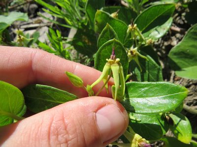 Oxypetalum banksii, photographed by Victor Farjalla Pontes