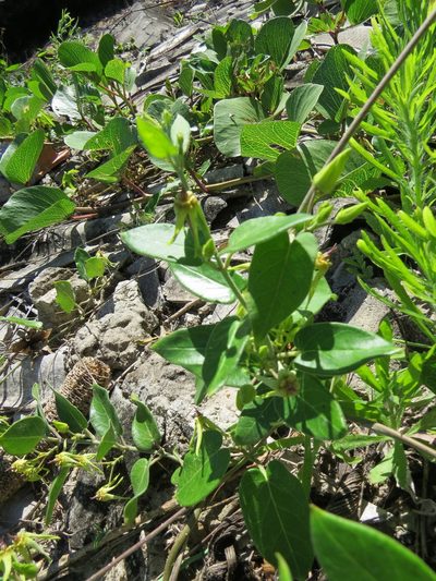 Oxypetalum banksii, photographed by Victor Farjalla Pontes