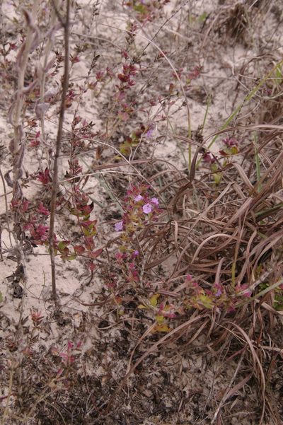 Rhododon ciliatus, photographed by Eric Knight