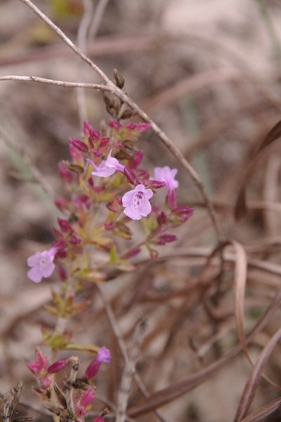 Rhododon ciliatus, photographed by Eric Knight