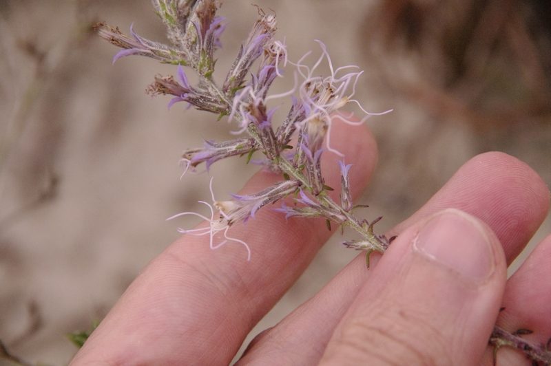 Liatris carrizana, photographed by Eric Knight