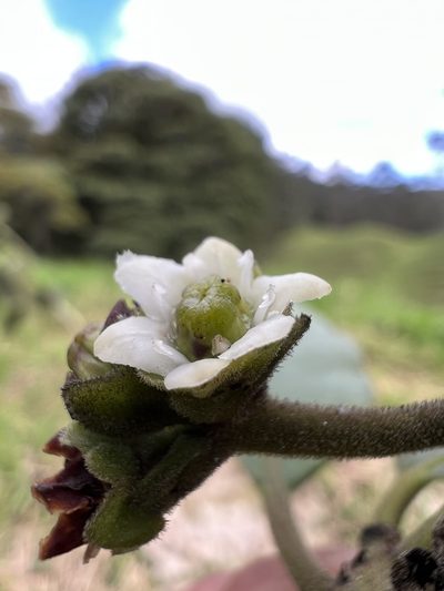 Ilex nervosa, photographed by Nicolás Baresch Uribe