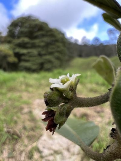 Ilex nervosa, photographed by Nicolás Baresch Uribe